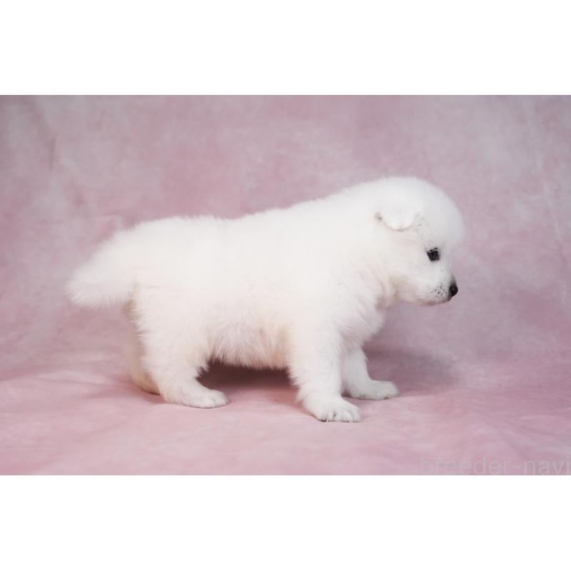 販売中の群馬県のサモエド-436282の17枚目