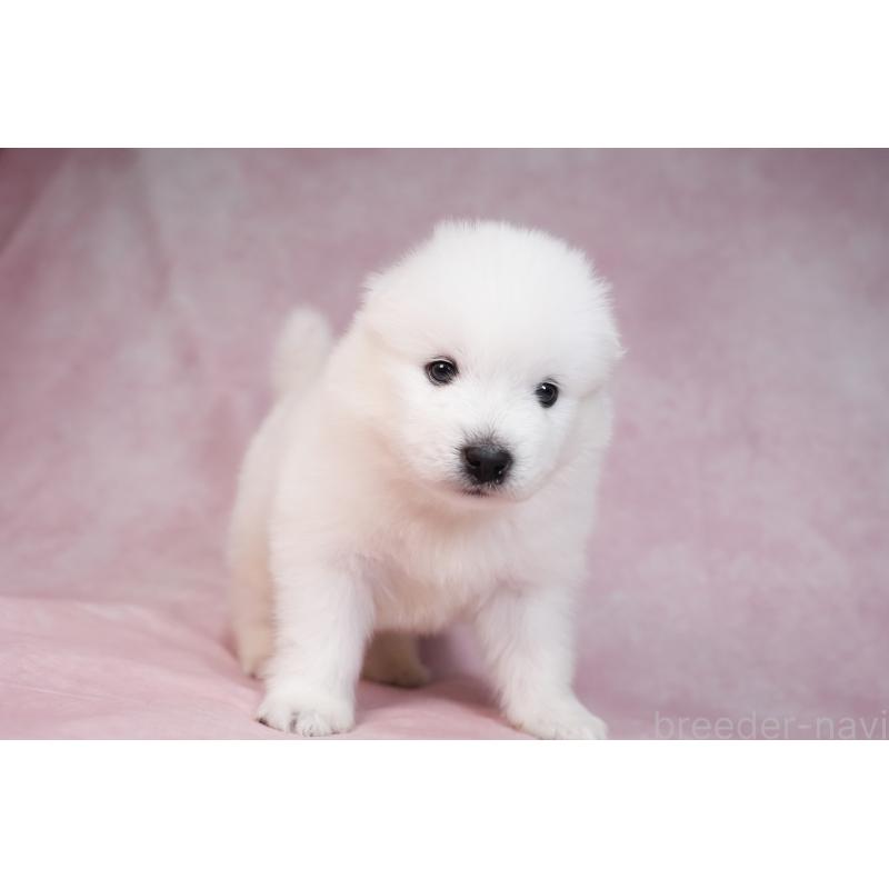 販売中の群馬県のサモエド-436282の16枚目