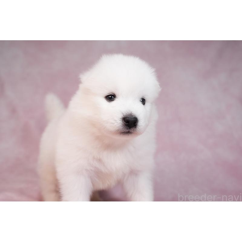 販売中の群馬県のサモエド-436282の15枚目