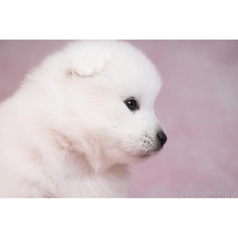 販売中の群馬県のサモエド-436282の14枚目