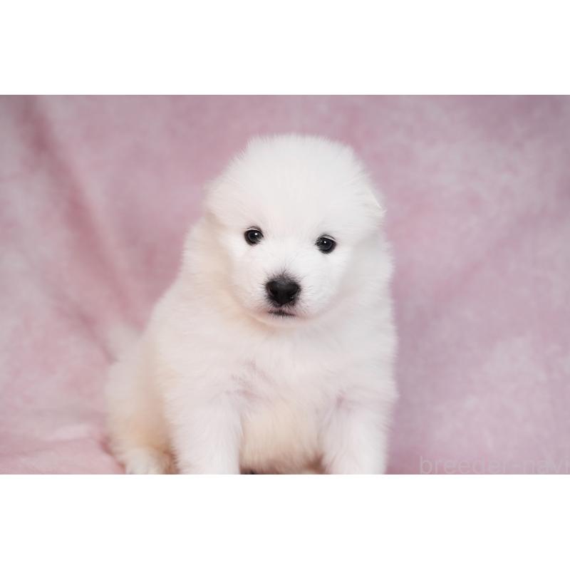 販売中の群馬県のサモエド-436282の13枚目