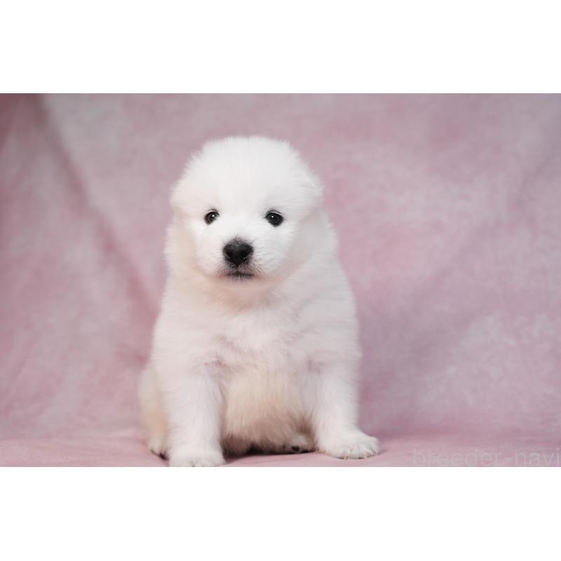 販売中の群馬県のサモエド-436282の12枚目