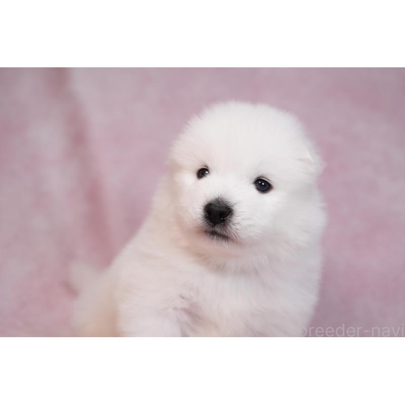 販売中の群馬県のサモエド-436282の11枚目