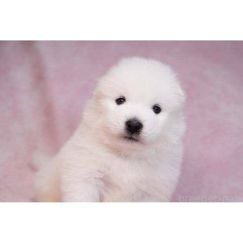 販売中の群馬県のサモエド-436282の10枚目