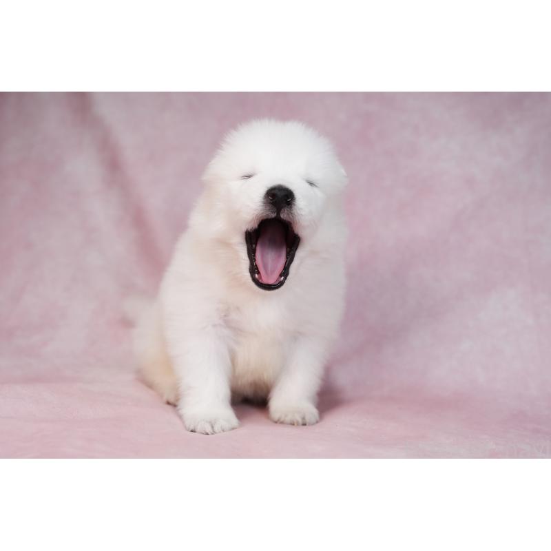 販売中の群馬県のサモエド-436282の9枚目