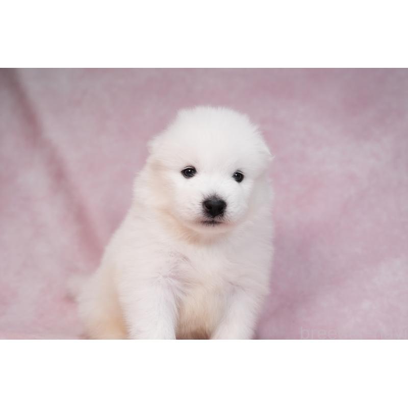 販売中の群馬県のサモエド-436282の8枚目