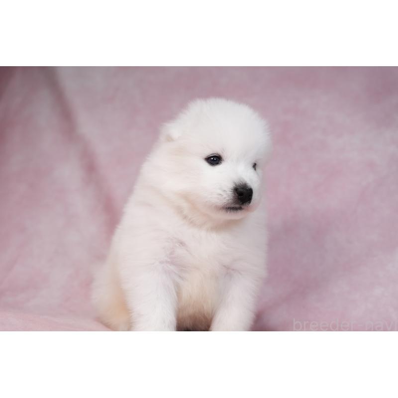 販売中の群馬県のサモエド-436282の7枚目