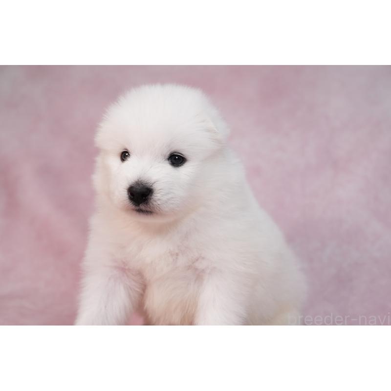 販売中の群馬県のサモエド-436282の6枚目