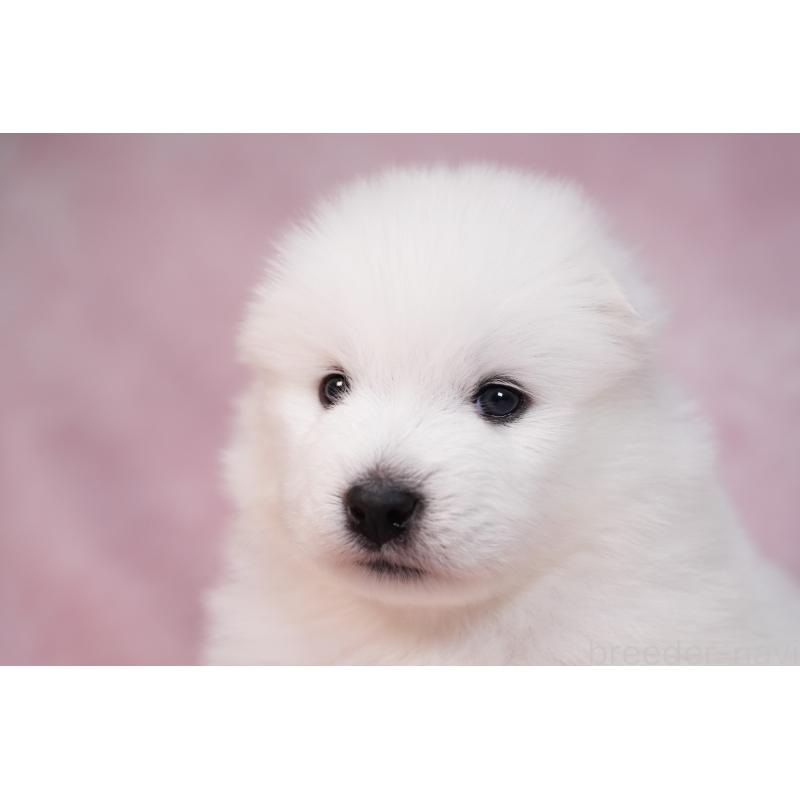 販売中の群馬県のサモエド-436282の5枚目