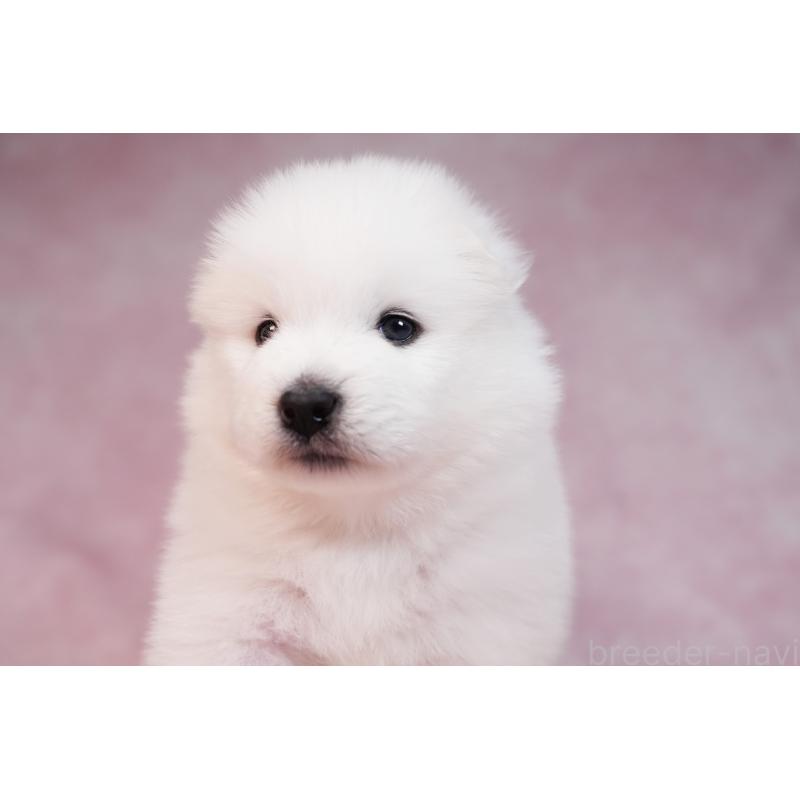 販売中の群馬県のサモエド-436282の4枚目