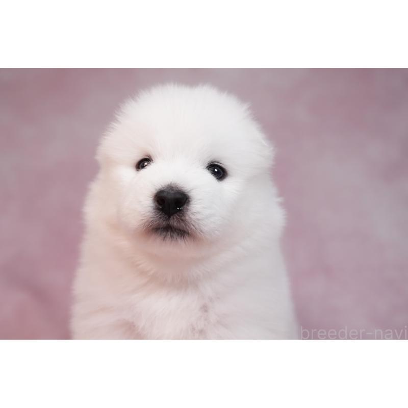 販売中の群馬県のサモエド-436282の3枚目