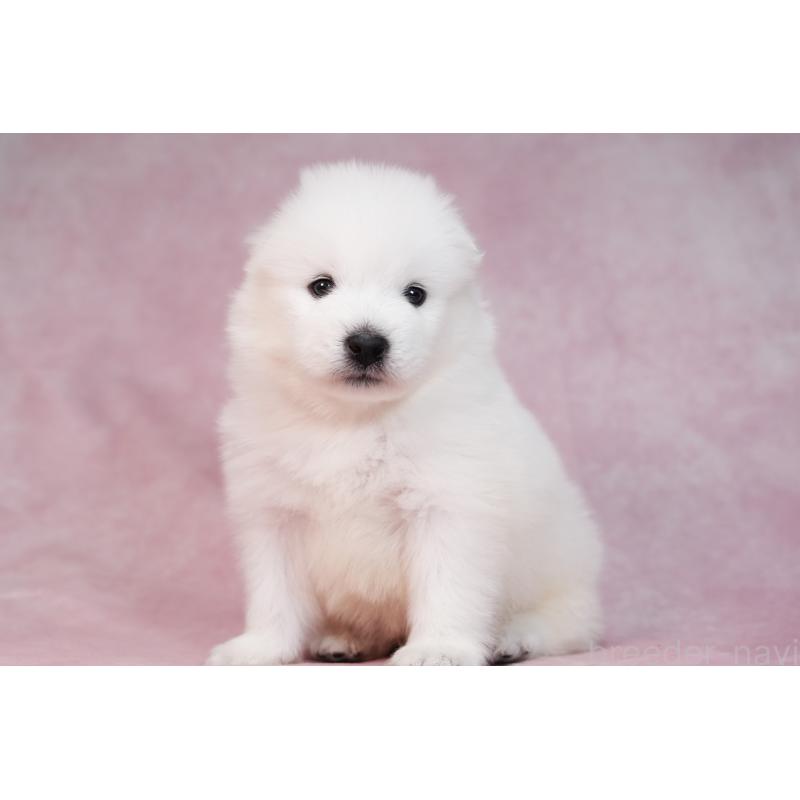 販売中の群馬県のサモエド-436282の2枚目