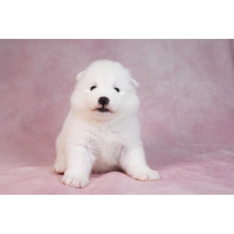 販売中の群馬県のサモエド-436290の16枚目