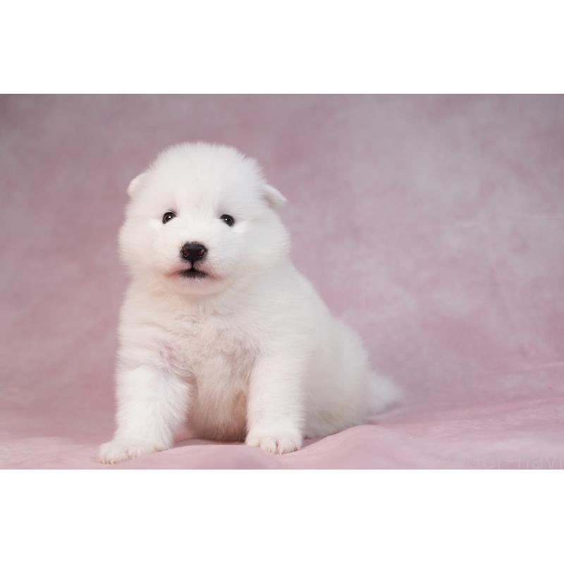 販売中の群馬県のサモエド-436290の15枚目