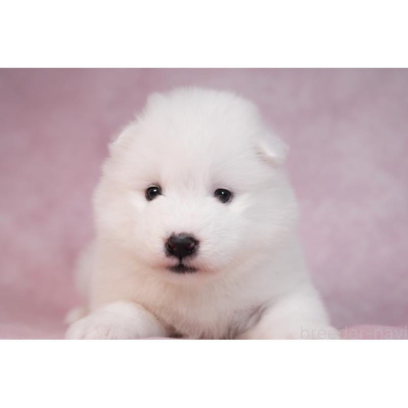 販売中の群馬県のサモエド-436290の14枚目