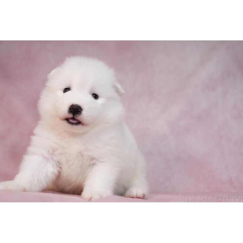 販売中の群馬県のサモエド-436290の13枚目