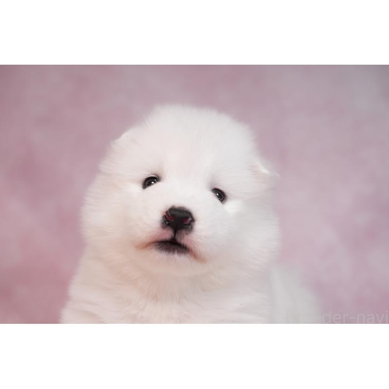 販売中の群馬県のサモエド-436290の12枚目