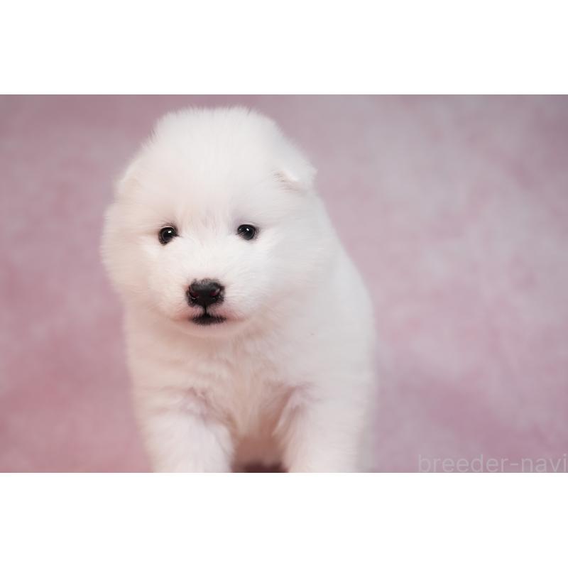 販売中の群馬県のサモエド-436290の11枚目