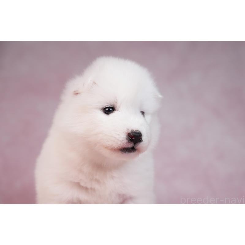 販売中の群馬県のサモエド-436290の10枚目