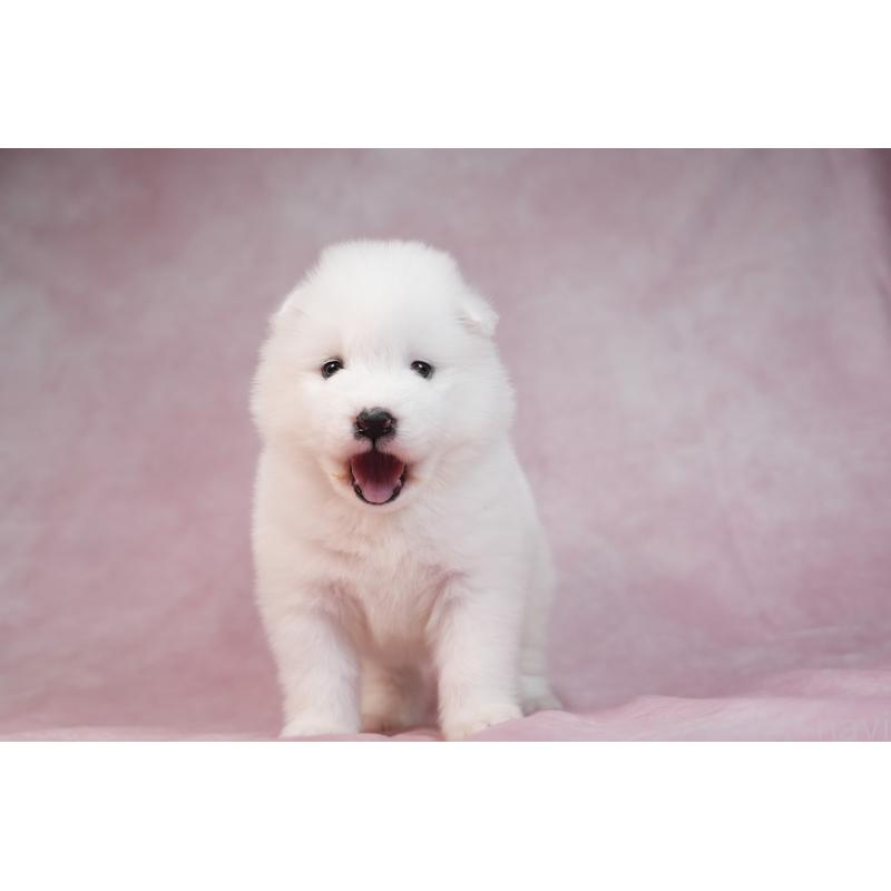 販売中の群馬県のサモエド-436290の9枚目