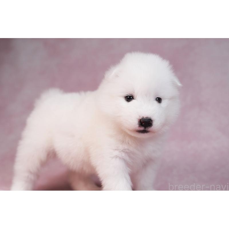 販売中の群馬県のサモエド-436290の8枚目