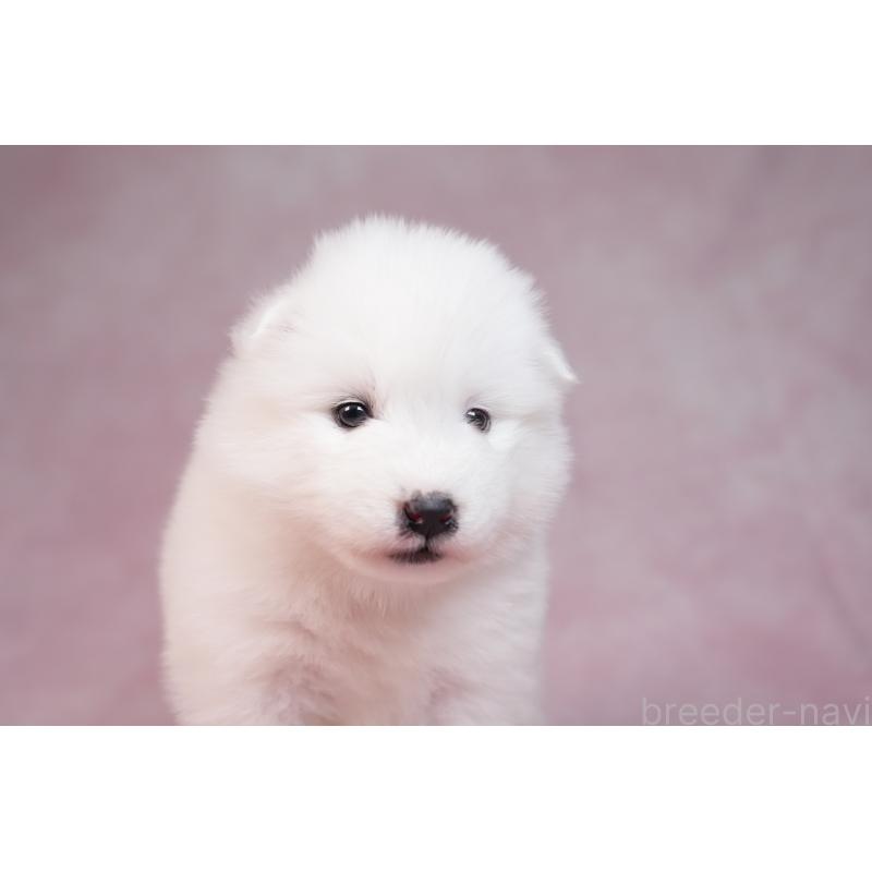 販売中の群馬県のサモエド-436290の7枚目