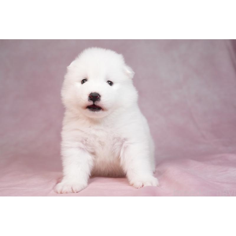 販売中の群馬県のサモエド-436290の6枚目