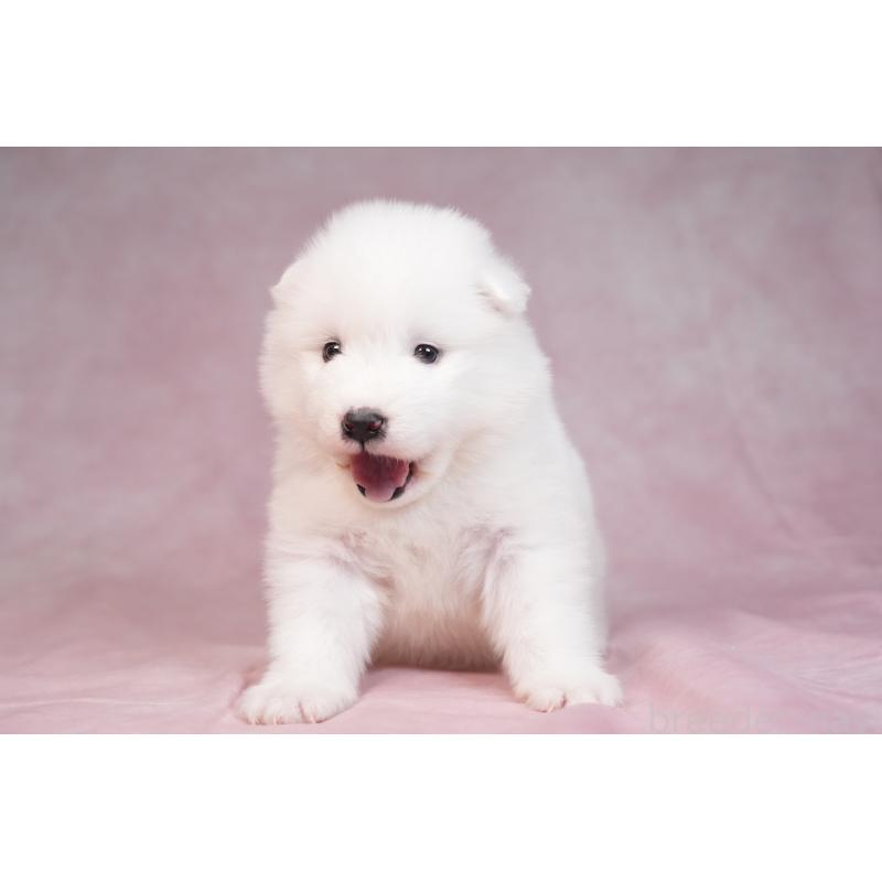 販売中の群馬県のサモエド-436290の5枚目