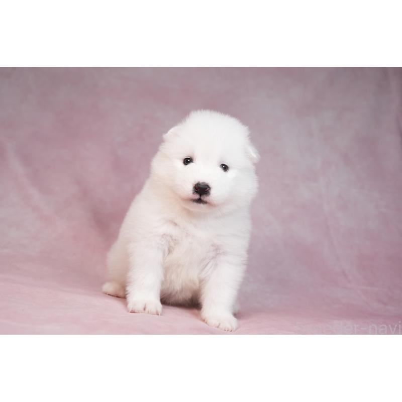 販売中の群馬県のサモエド-436290の4枚目