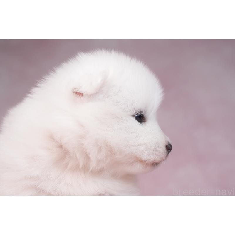 販売中の群馬県のサモエド-436290の3枚目