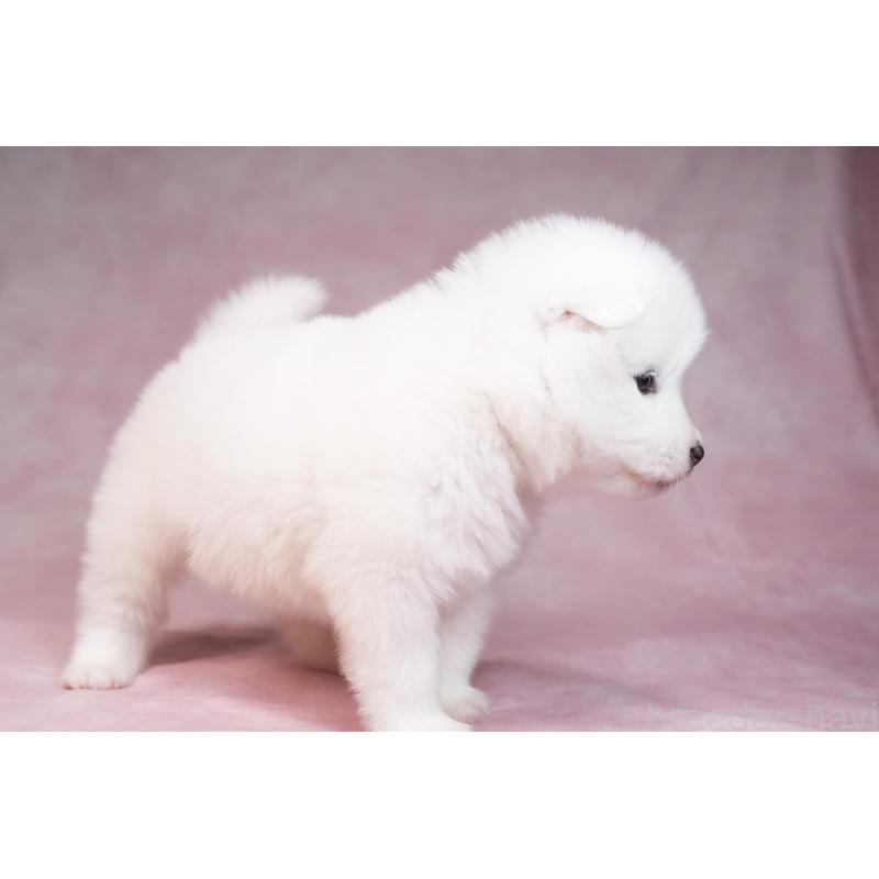 販売中の群馬県のサモエド-436290の2枚目