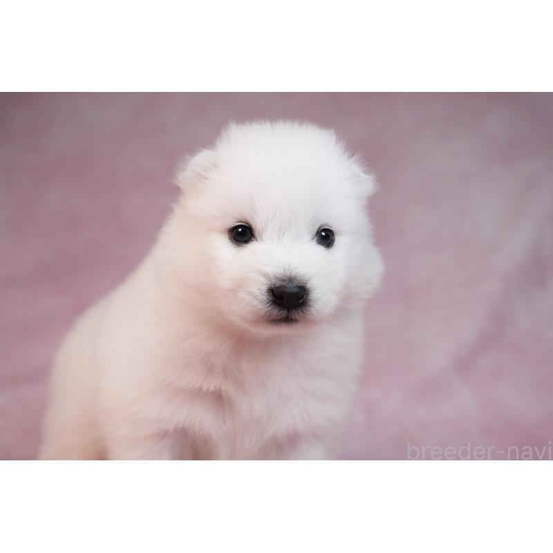 販売中の群馬県のサモエド-436291の20枚目