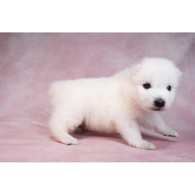 販売中の群馬県のサモエド-436291の19枚目