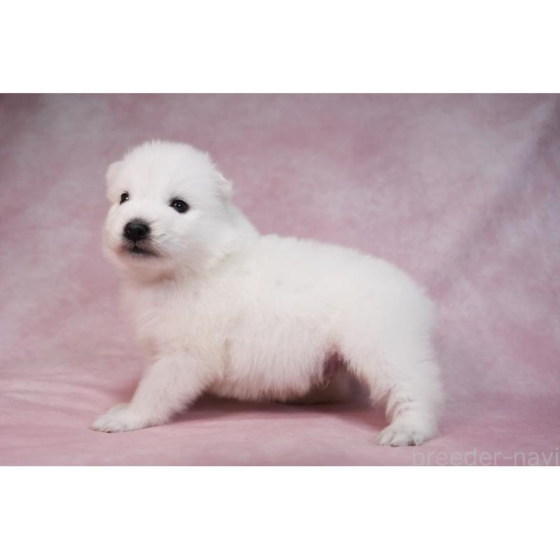 販売中の群馬県のサモエド-436291の18枚目