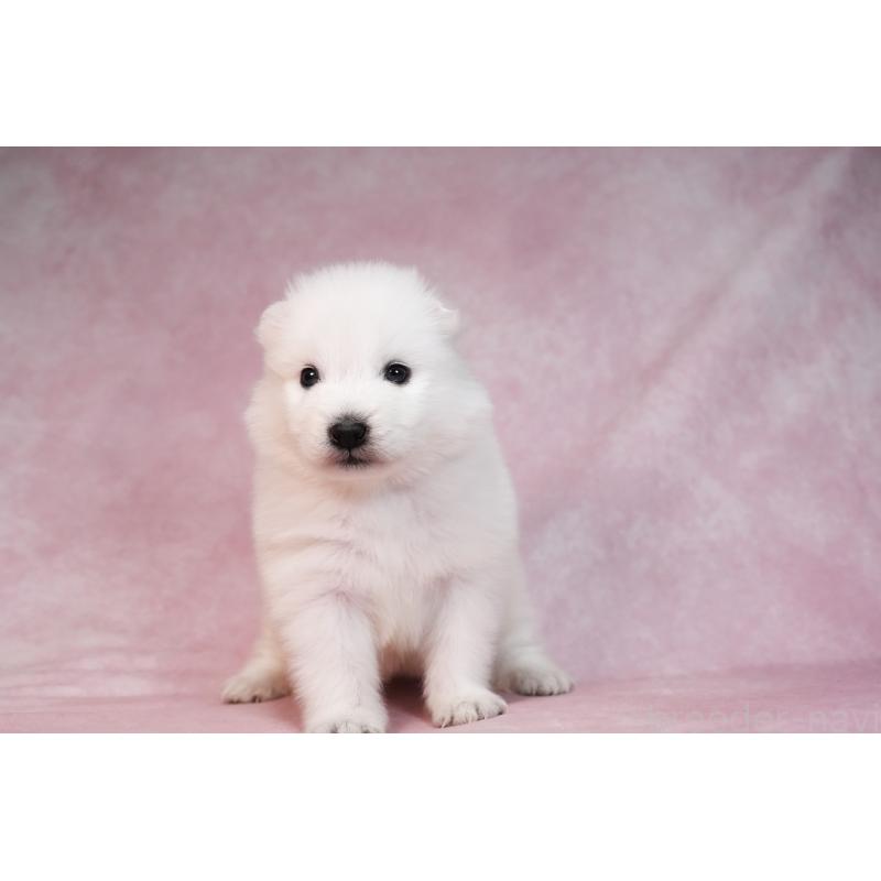 販売中の群馬県のサモエド-436291の17枚目