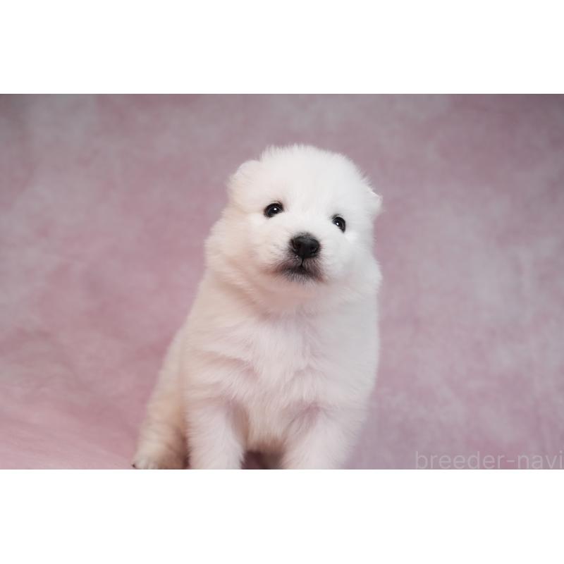 販売中の群馬県のサモエド-436291の15枚目