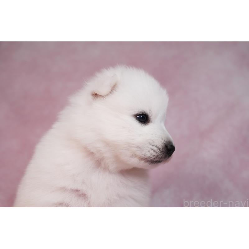 販売中の群馬県のサモエド-436291の14枚目