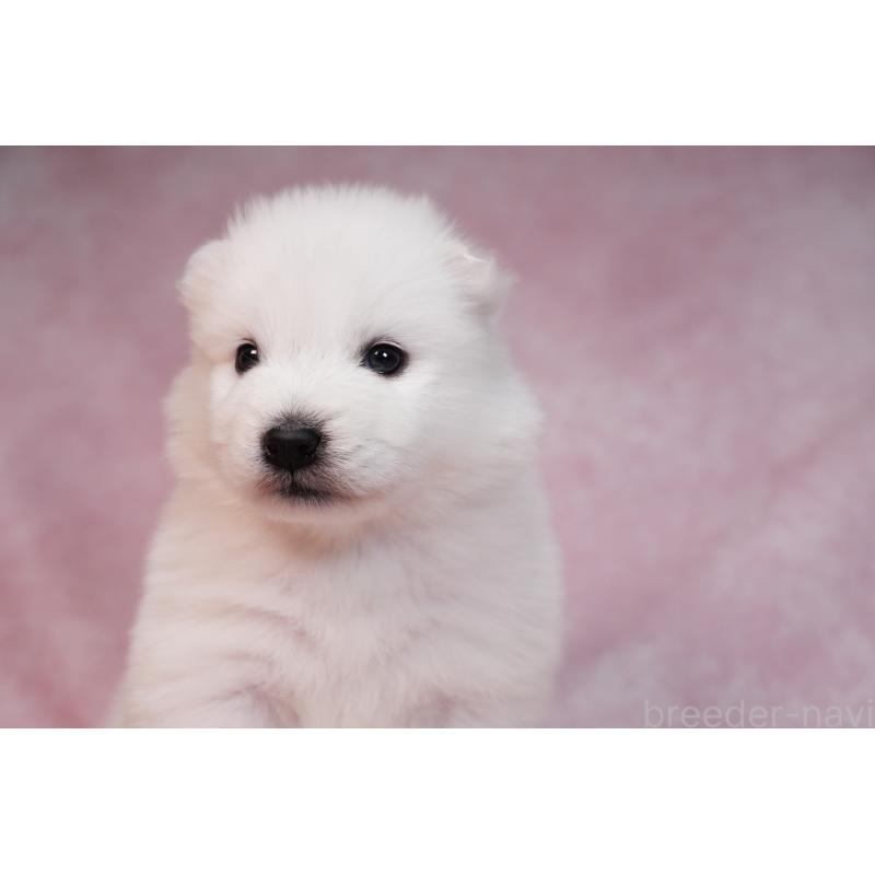 販売中の群馬県のサモエド-436291の13枚目