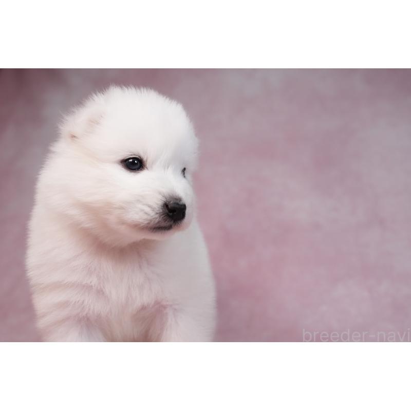 販売中の群馬県のサモエド-436291の12枚目