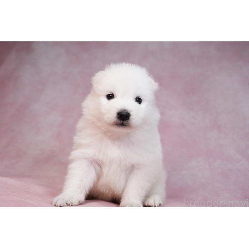 販売中の群馬県のサモエド-436291の11枚目