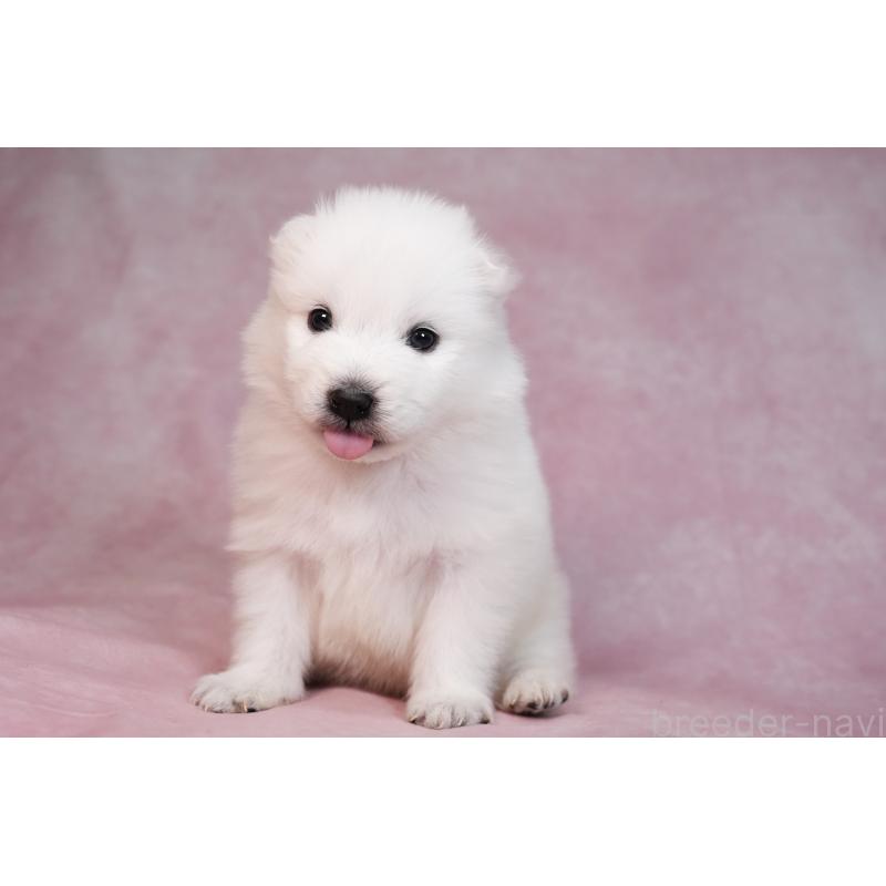 販売中の群馬県のサモエド-436291の10枚目