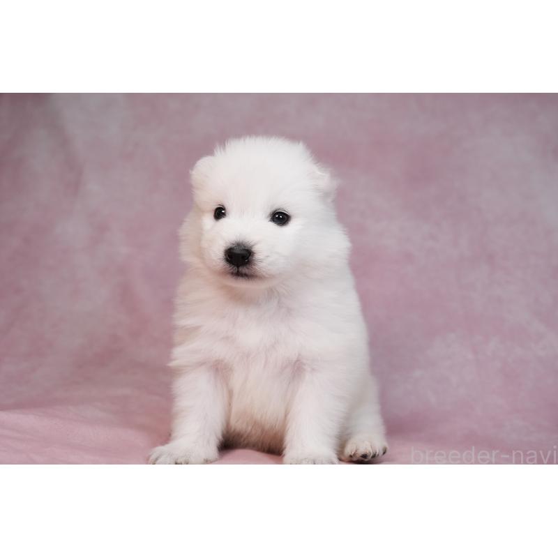 販売中の群馬県のサモエド-436291の9枚目