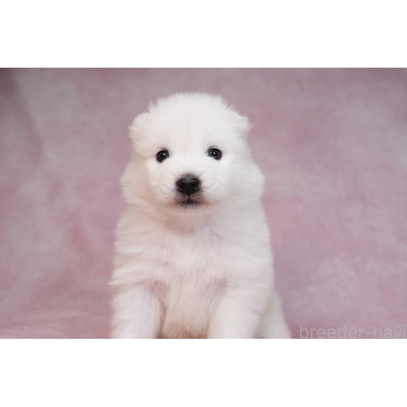 販売中の群馬県のサモエド-436291の8枚目