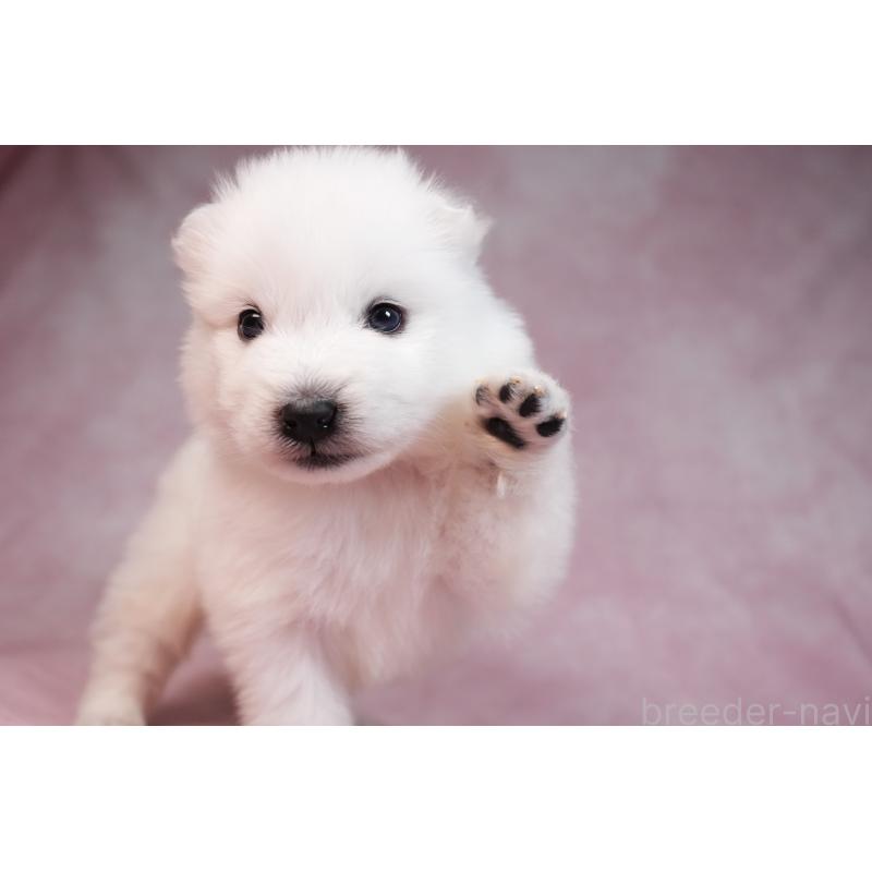 販売中の群馬県のサモエド-436291の7枚目