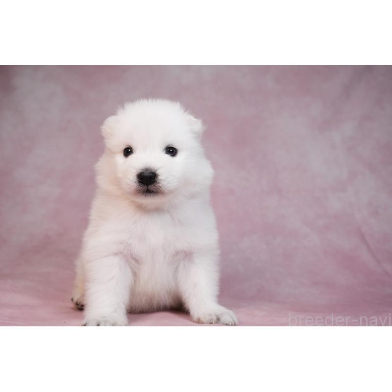 販売中の群馬県のサモエド-436291の6枚目