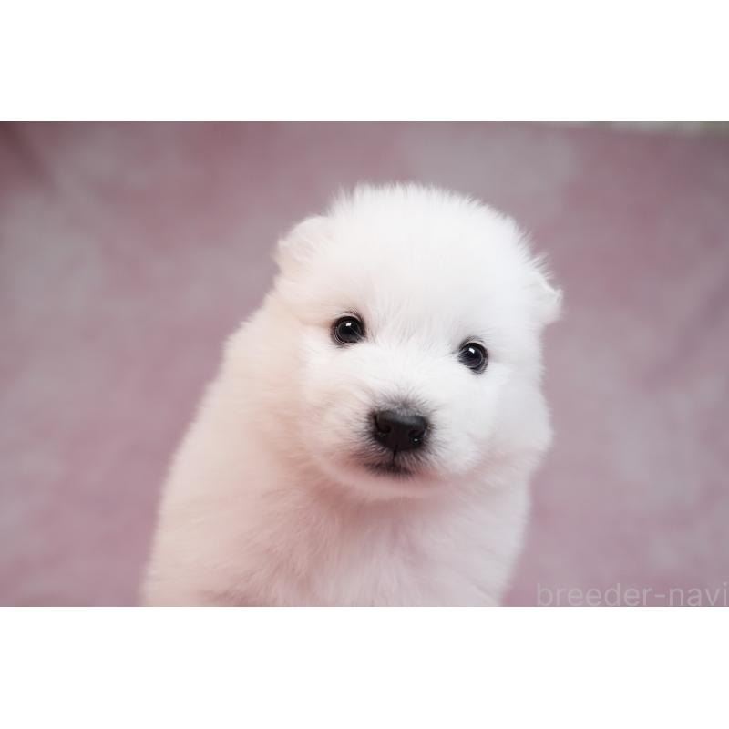 販売中の群馬県のサモエド-436291の5枚目