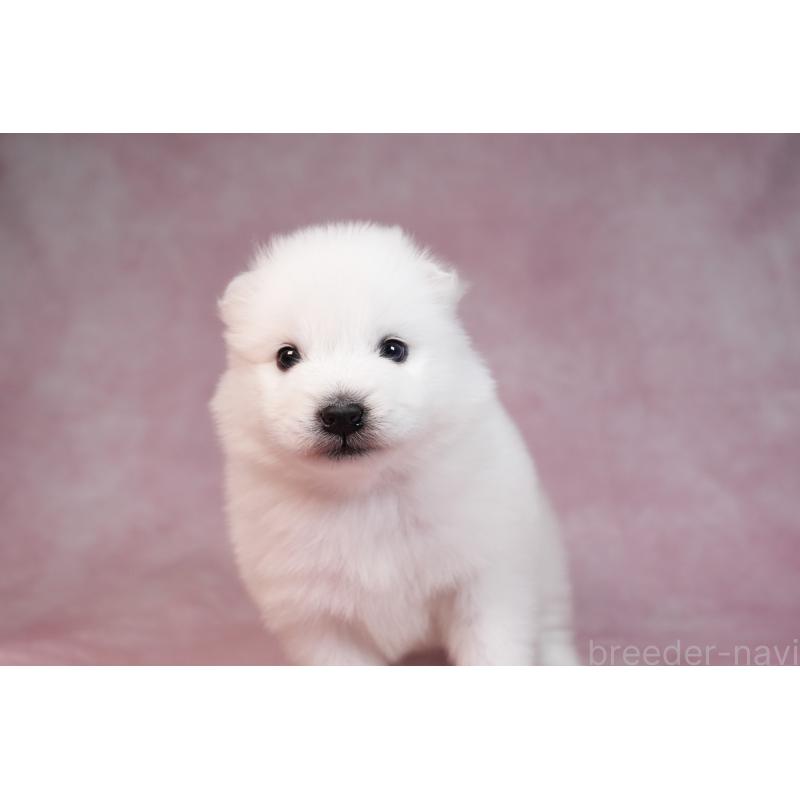 販売中の群馬県のサモエド-436291の4枚目