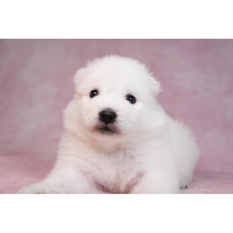 販売中の群馬県のサモエド-436291の2枚目