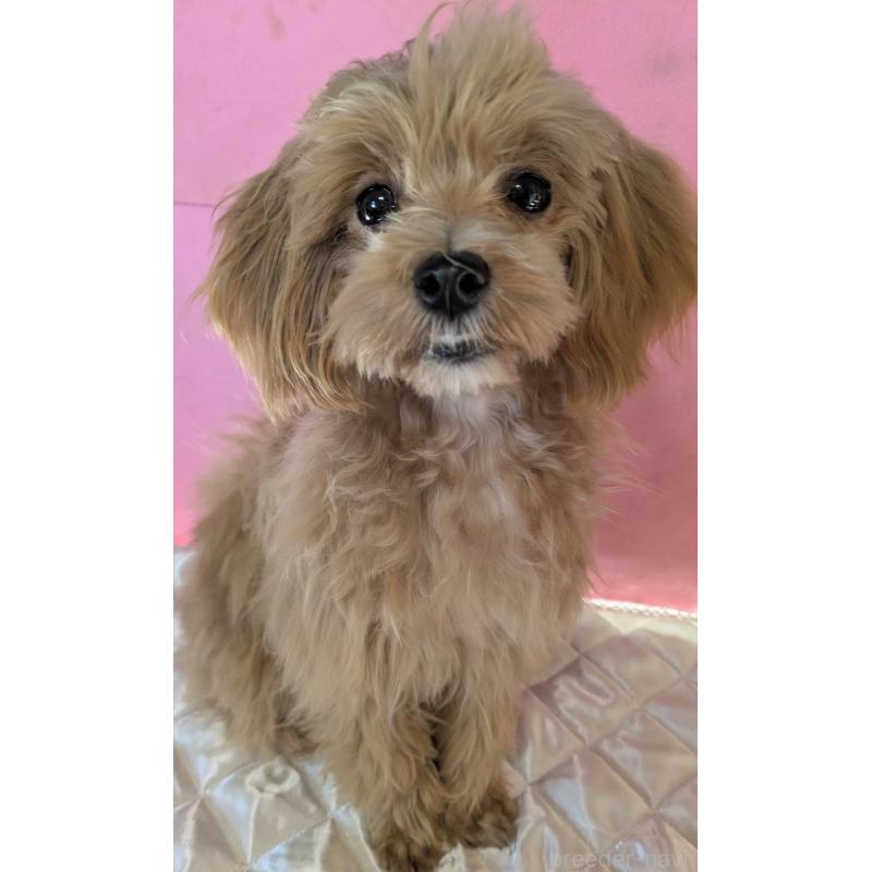 販売中の埼玉県のマルプー:マルチーズ×トイプードル-404234