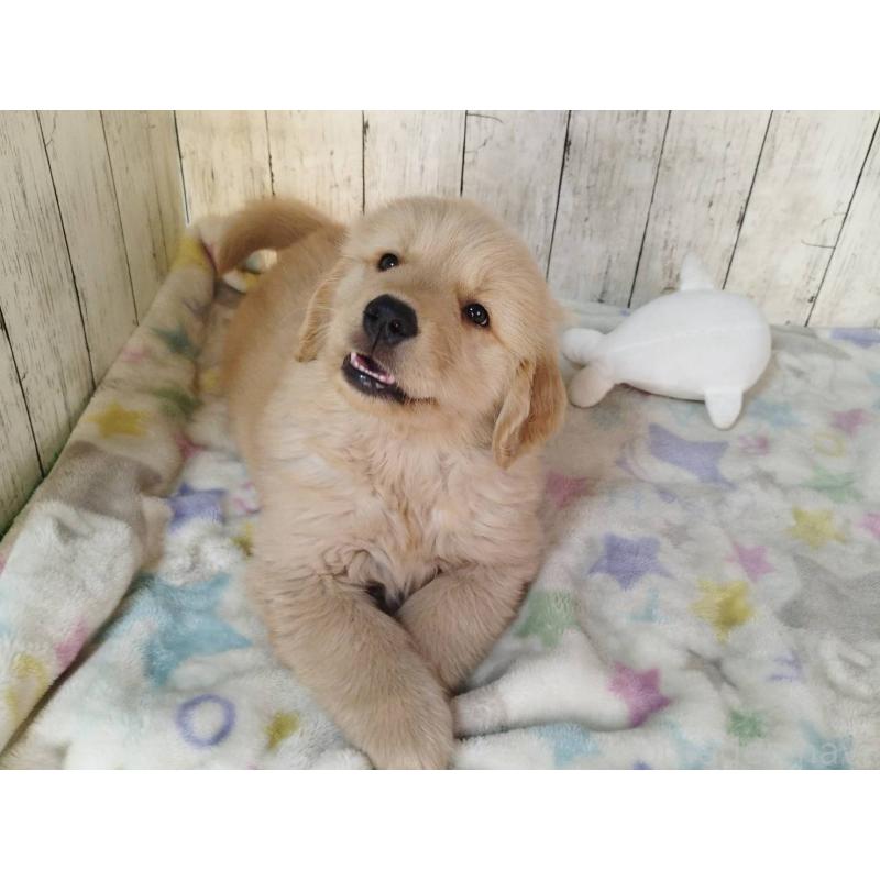 販売中の三重県のゴールデンレトリーバー-436292の5枚目